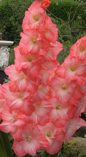 gladiolusfflosailorsdelightncoe