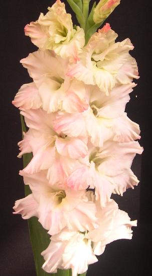 gladiolusfflovanillaswirlncoe