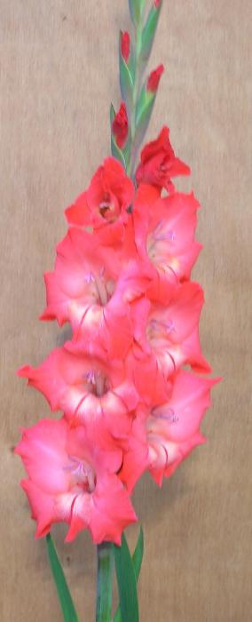 gladiolusfflosorientexpressncoe