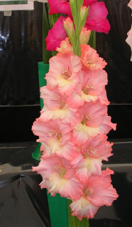 gladiolusfflospinklightncoe