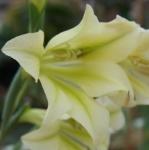 gladioluspflotristisrvroger