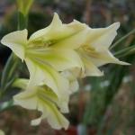 gladioluspflostristisrvroger