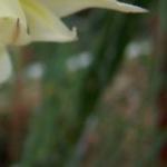 gladioluspfoltristisrvroger