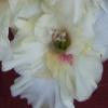 gladiolusffloinfospaceantanas