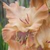 gladiolusffloslastenanagc