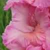 gladiolusfflovosmoemartanagc