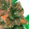 gladioluscfloret9freckledgiantnagc