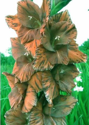 gladioluscflos9freckledgiantnagc