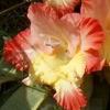 gladiolusfflochatsworthnagc
