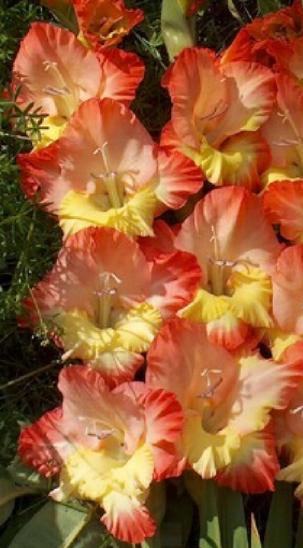 gladiolusfflohchatsworthnagc