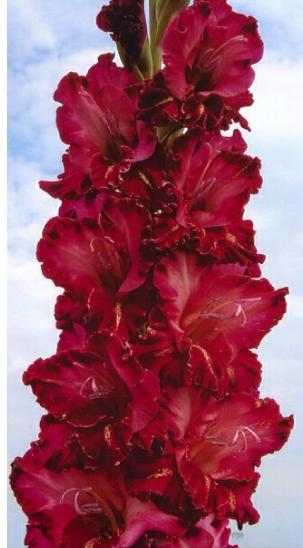 gladiolusfflohcheersnagc