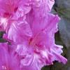 gladiolusfflofrostedgrapenagc