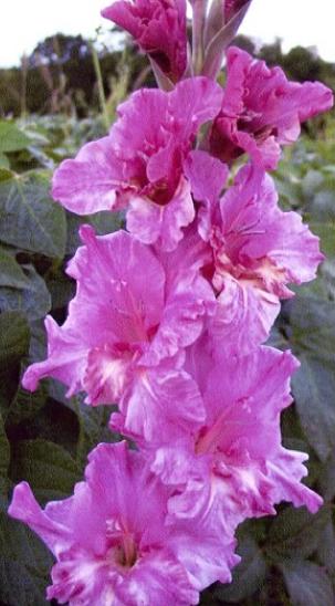 gladiolusfflohfrostedgrapenagc