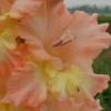 gladiolusffloheavenlygoldnagc