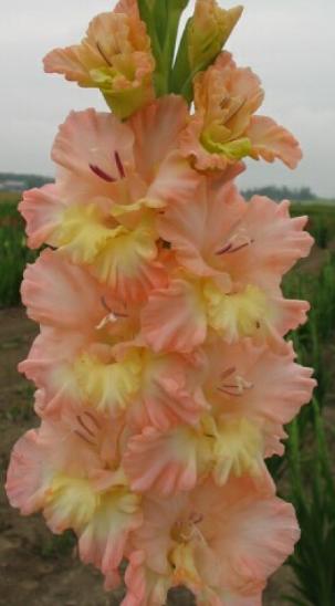 gladiolusfflohheavenlygoldnagc