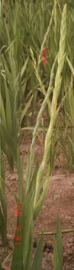 gladiolusffolharvestsunsetnagc