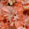 gladiolusfflojuicyfruitnagc