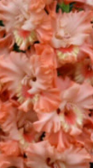 gladiolusfflohjuicyfruitnagc
