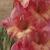 gladioluscfloraspberrycreamnagc1a