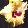 gladiolusffloleahcarolynnagc