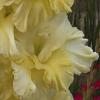 gladiolusfflomissmidasnagc