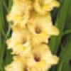 gladiolusfflonewcomernagc