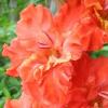 gladiolusfflonimpkishnagc