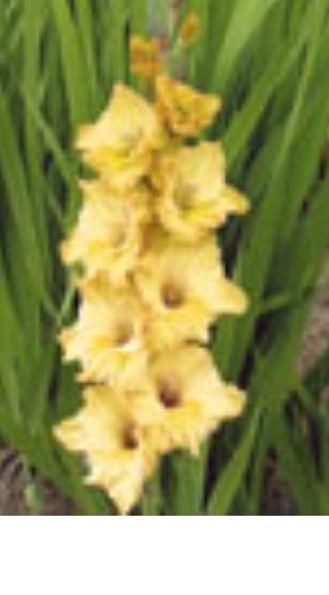 gladiolusfflohnewcomernagc