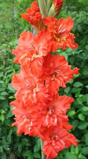 gladiolusfflohnimpkishnagc