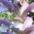 acanthusspinosuscflocoblands1a1a