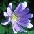 anemonecflo1blandafoord1a1a