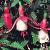 fuchsiaflotcalicehoffman1a1a1