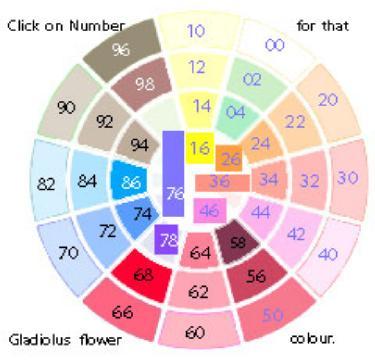 gladiolicolourwheel1a1a
