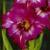 gladioluscfloannalynnnagc1a1