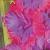 gladioluscfloconumanagc1a1