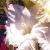 gladioluscflocoolwhitenagc1a1a