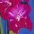 gladioluscflocoolcompanionnagc1a