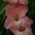 gladioluscflodecisorvroger1a1