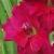 gladioluscflodestinynagc1a