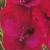 gladioluscflodymosnagc1a1