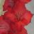 gladioluscfloedsconquestncoe1a1