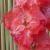gladioluscflofarmersdaughternagc1a