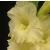 gladioluscflogoldenmelodyncoe1a1
