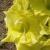 gladioluscflograndgirlnagc1a
