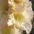 gladioluscfloimmaculateheartnagc1a