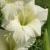 gladioluscflolightsnownagc1a1a