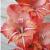 gladioluscfloorangedartnagc1a