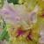 gladioluscfloosennikarnavalnagc1a