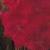 gladioluscfloredmymindnagc1a