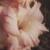 gladioluscfloreflectionnagc1a
